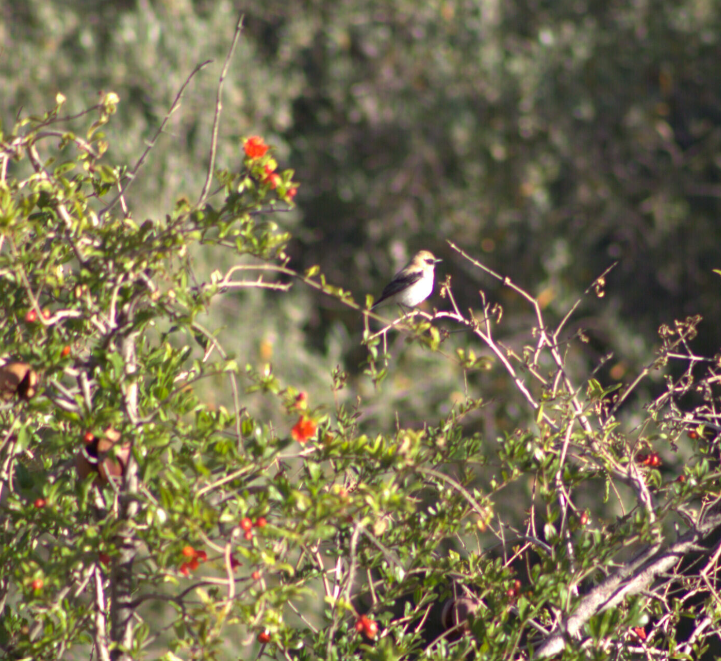 Western Black-eared Wheatear - ML621630910