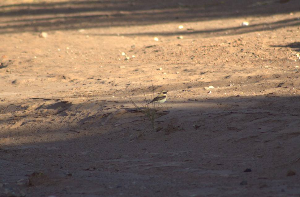 Western Black-eared Wheatear - ML621630911