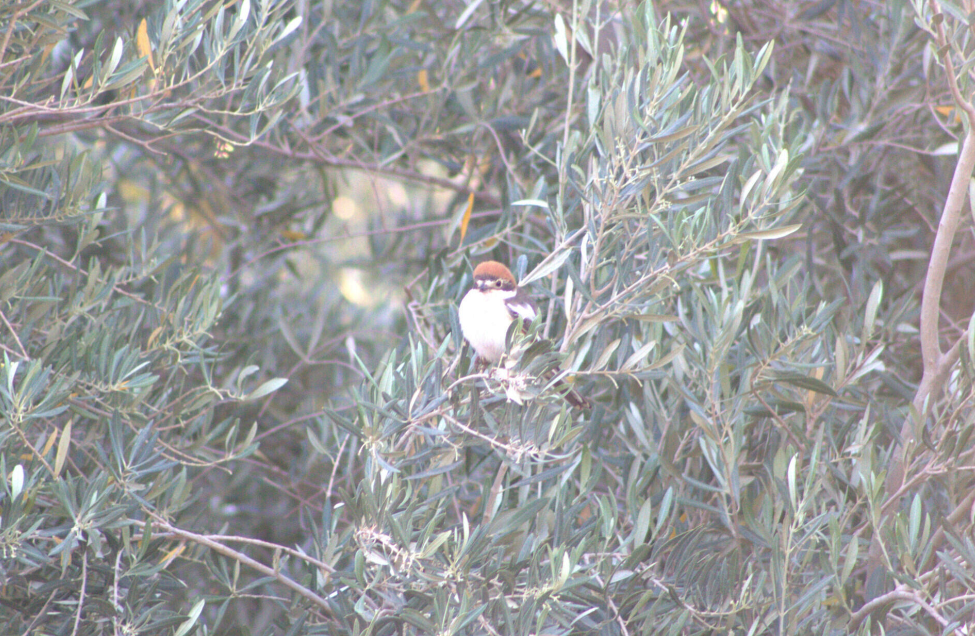 Woodchat Shrike - ML621630934