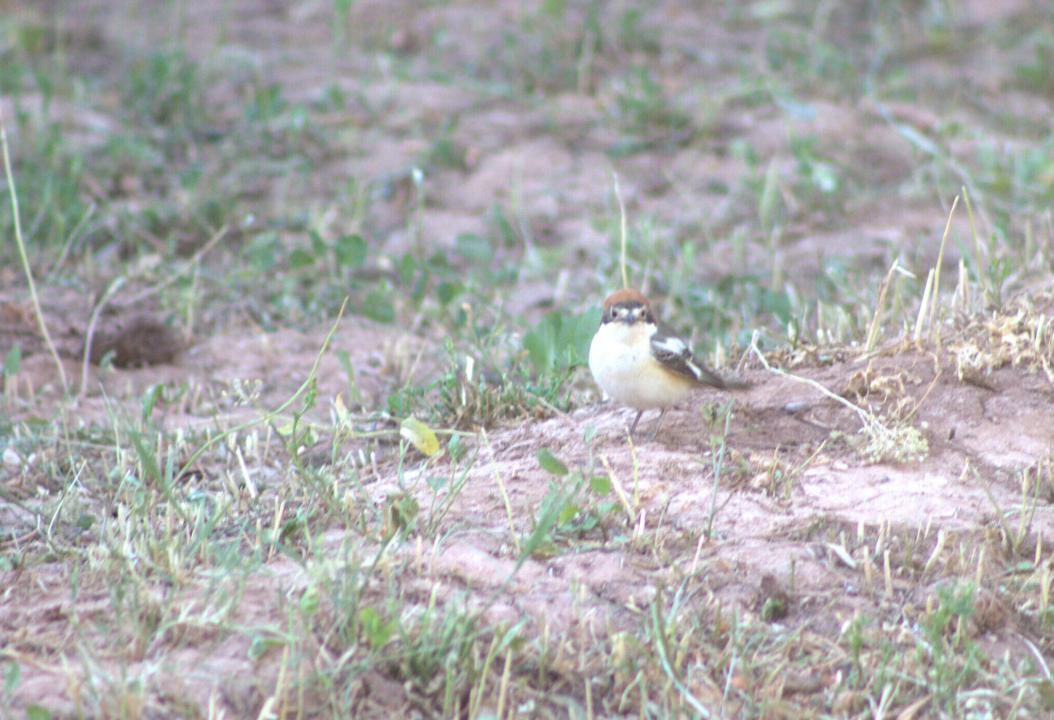 Woodchat Shrike - ML621630935