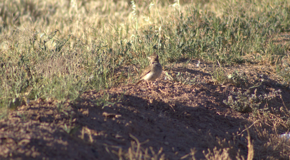 Thekla's/Crested Lark - ML621630938