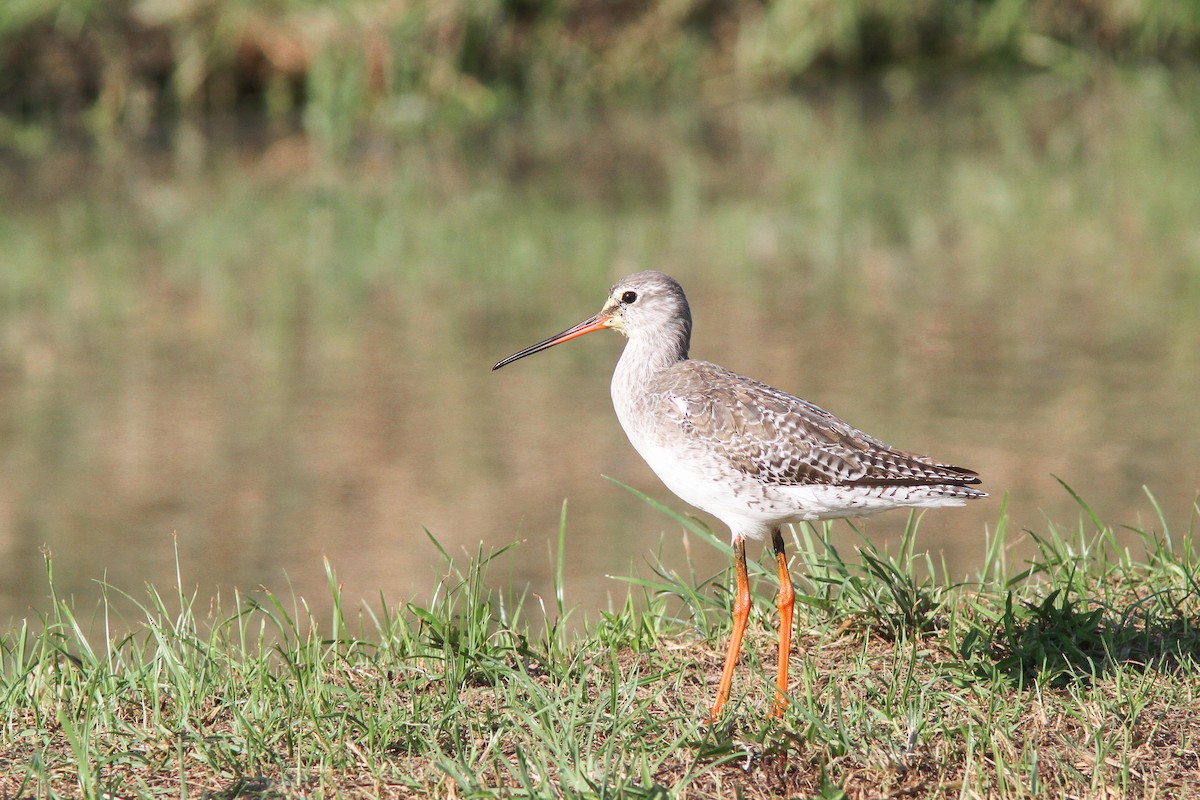 Spotted Redshank - ML621630959