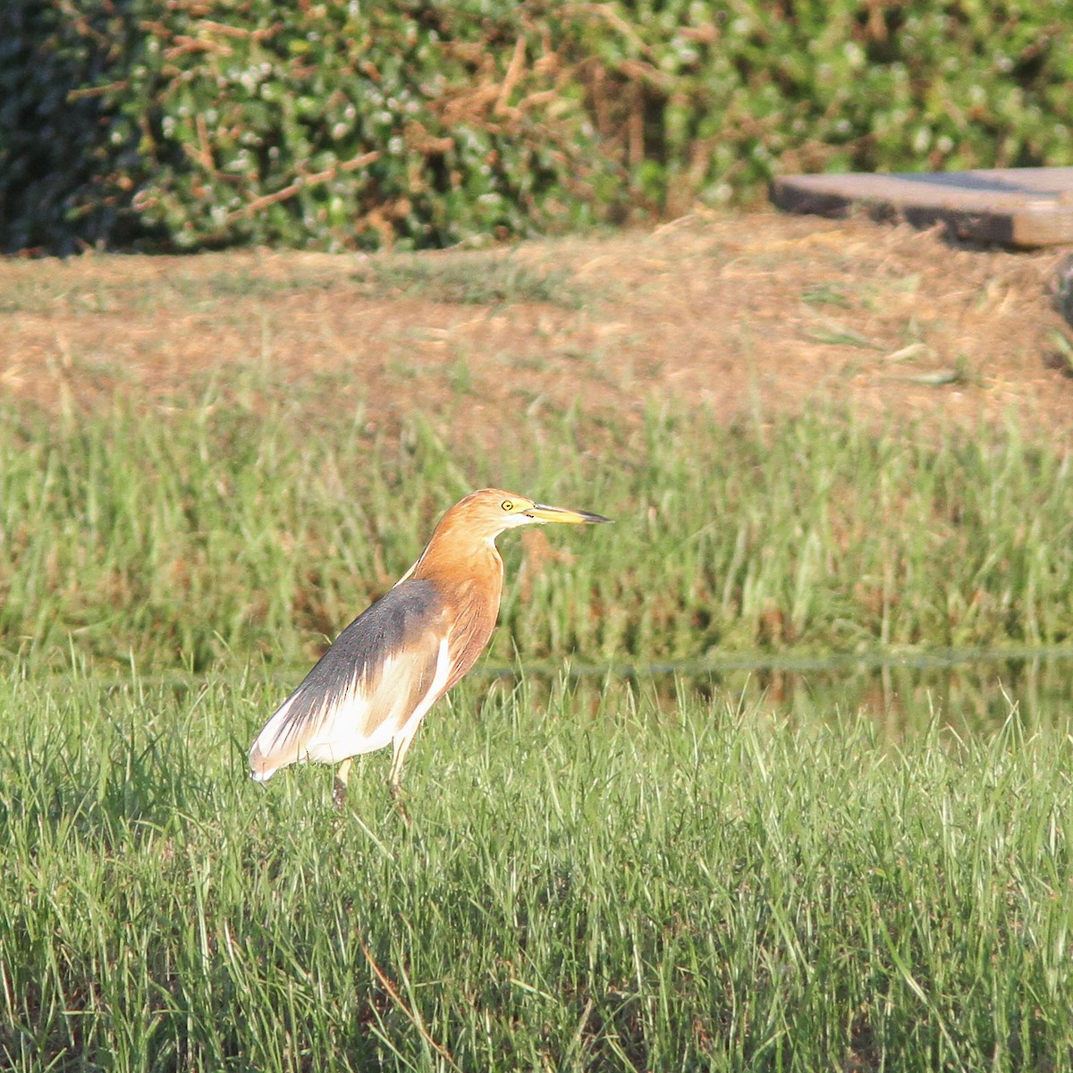 Javan Pond-Heron - ML621631016