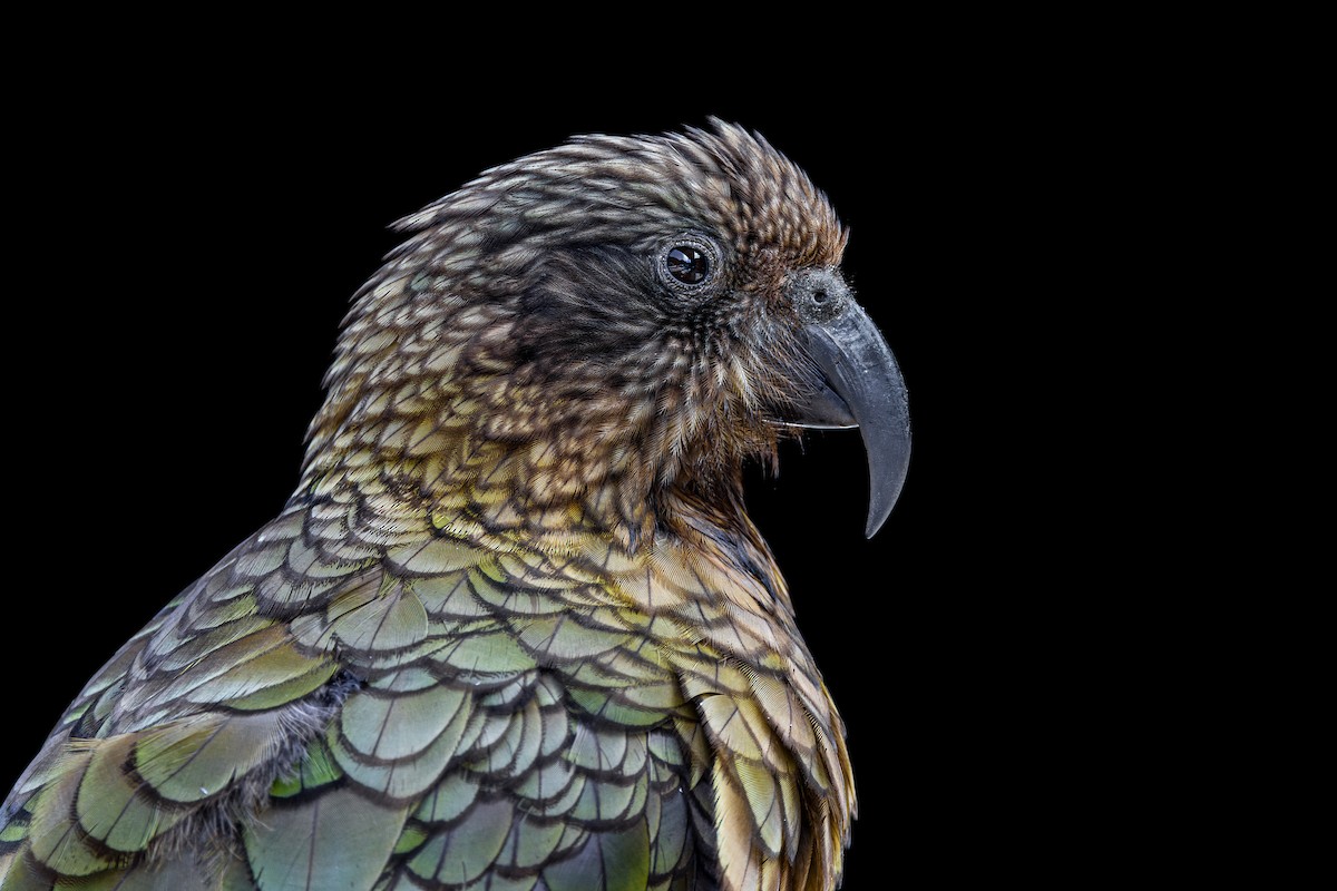 Kea - ML621631043