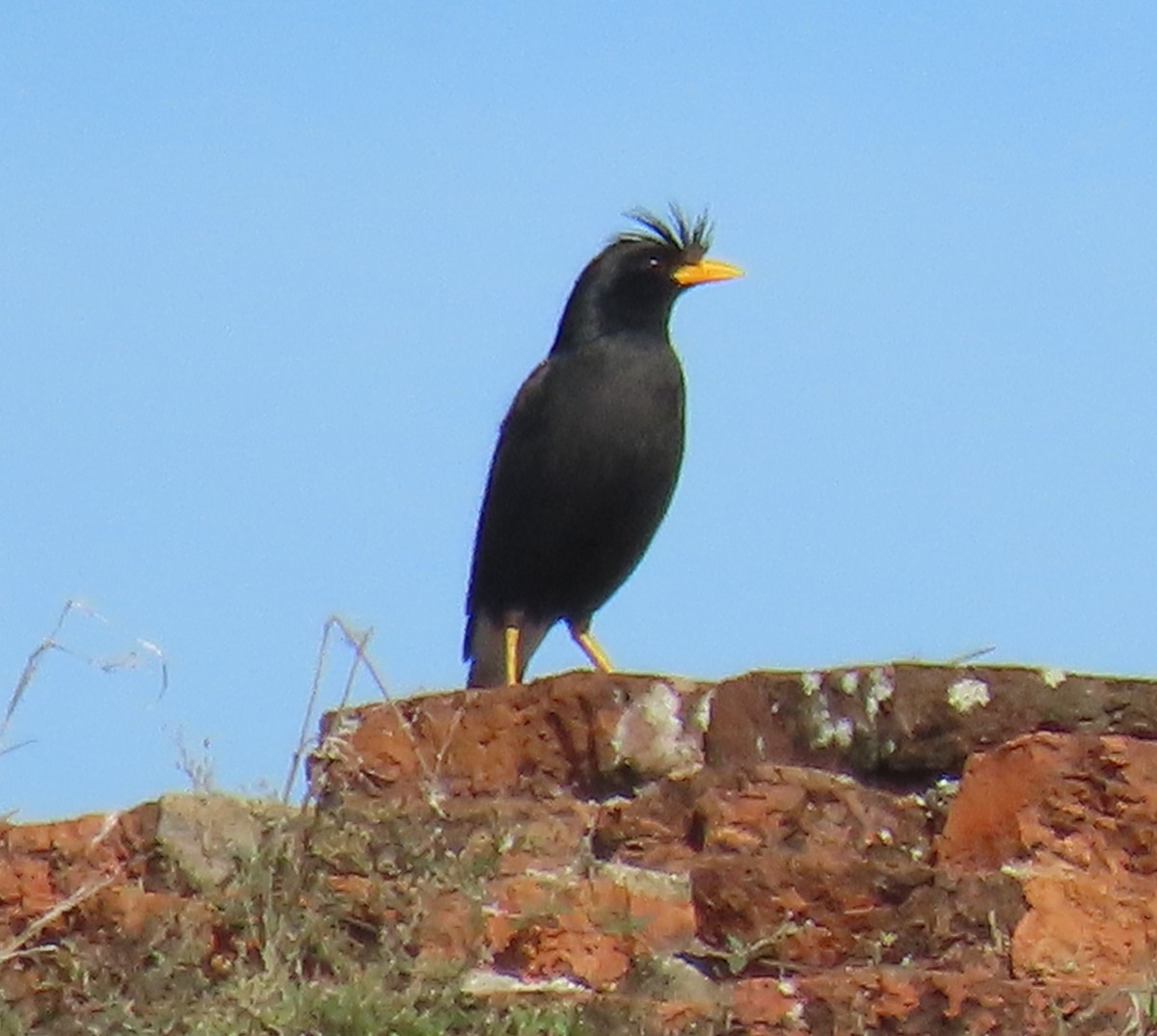Great Myna - ML621631088