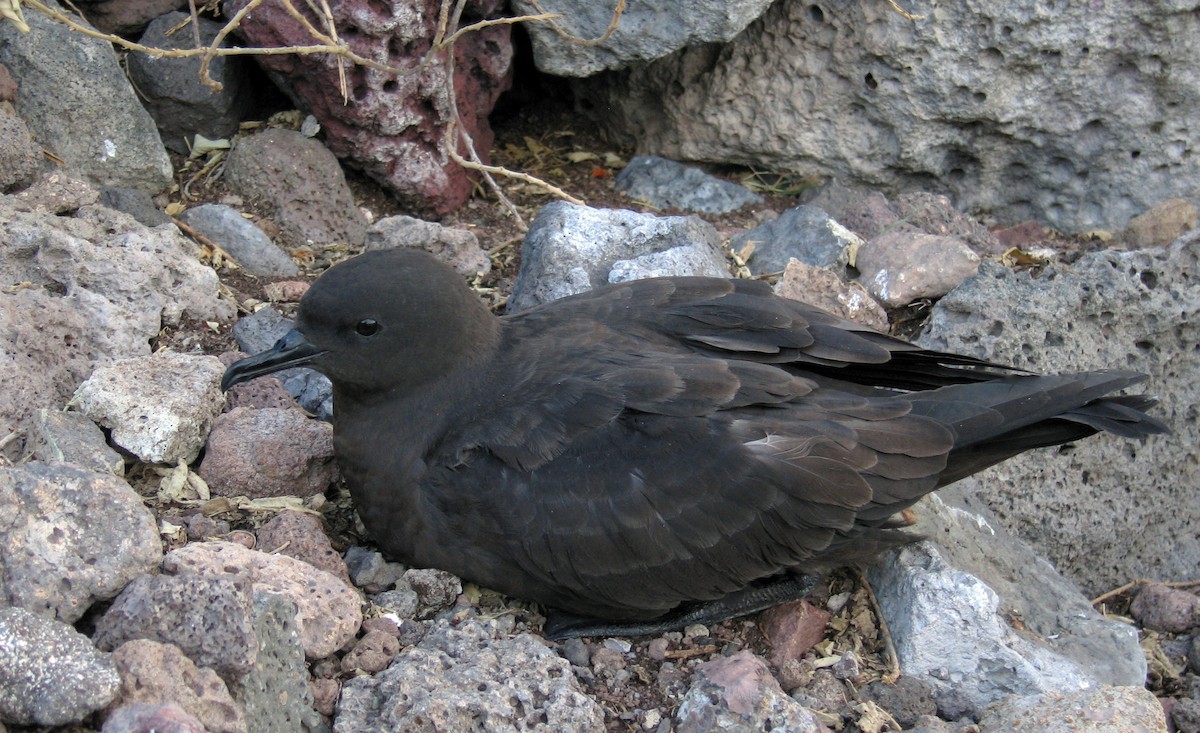 Christmas Shearwater - Ian L Jones