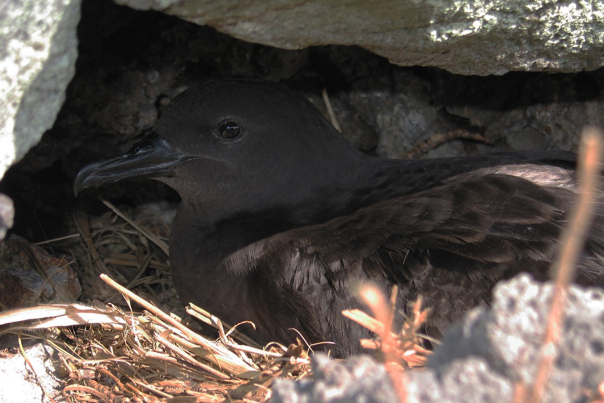 Christmas Shearwater - ML621631105