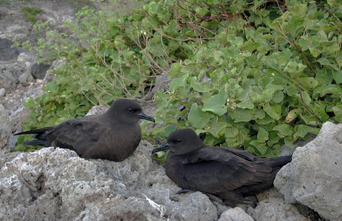 Christmas Shearwater - ML621631106