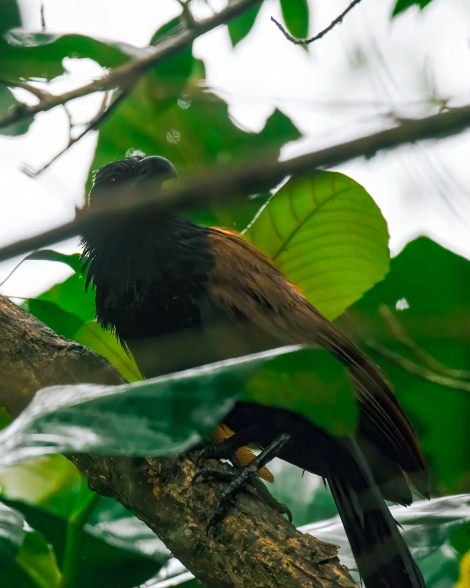 Lesser Coucal - ML621631200