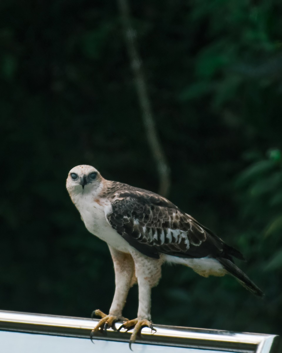 Changeable Hawk-Eagle - ML621631312