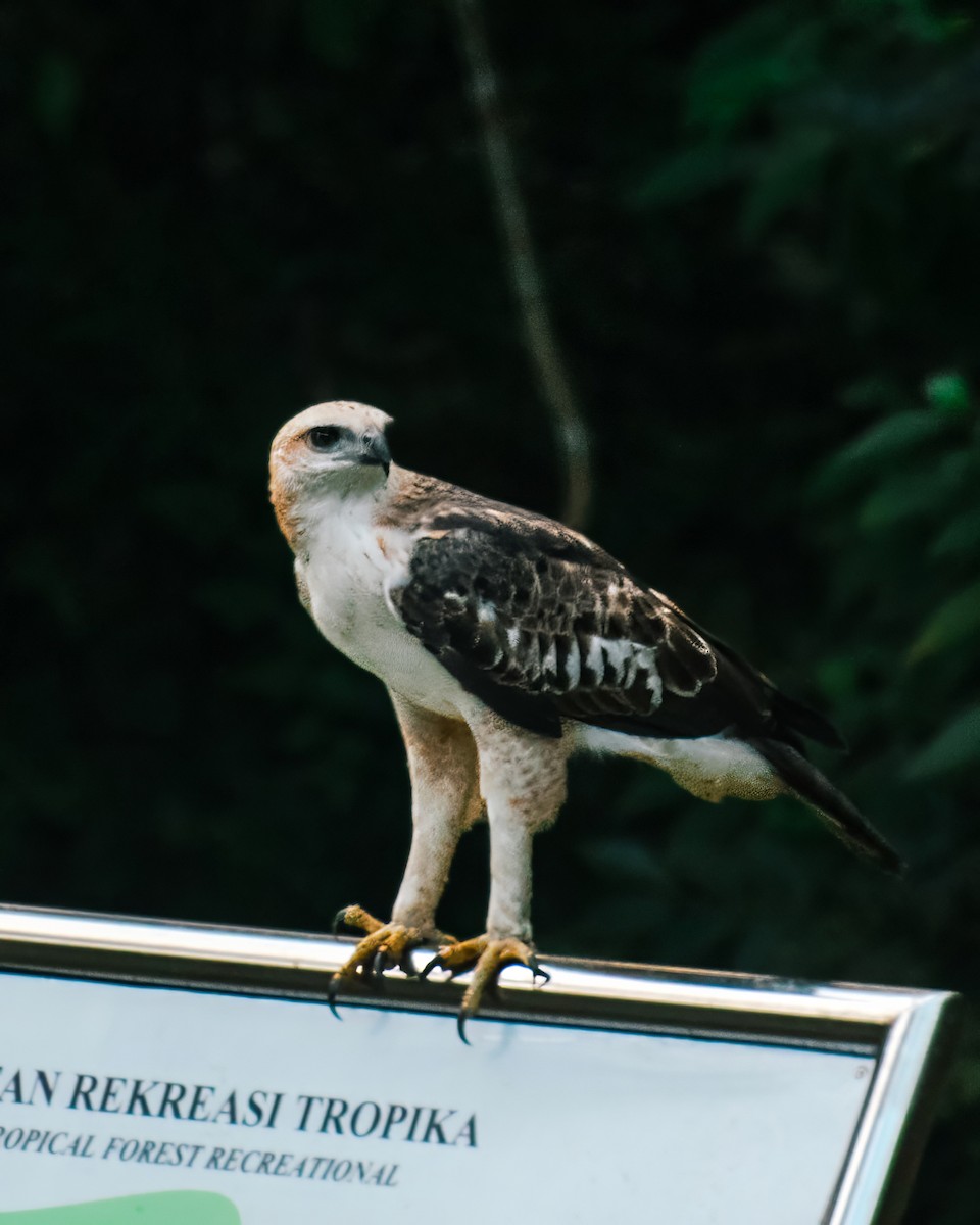 Changeable Hawk-Eagle - ML621631313