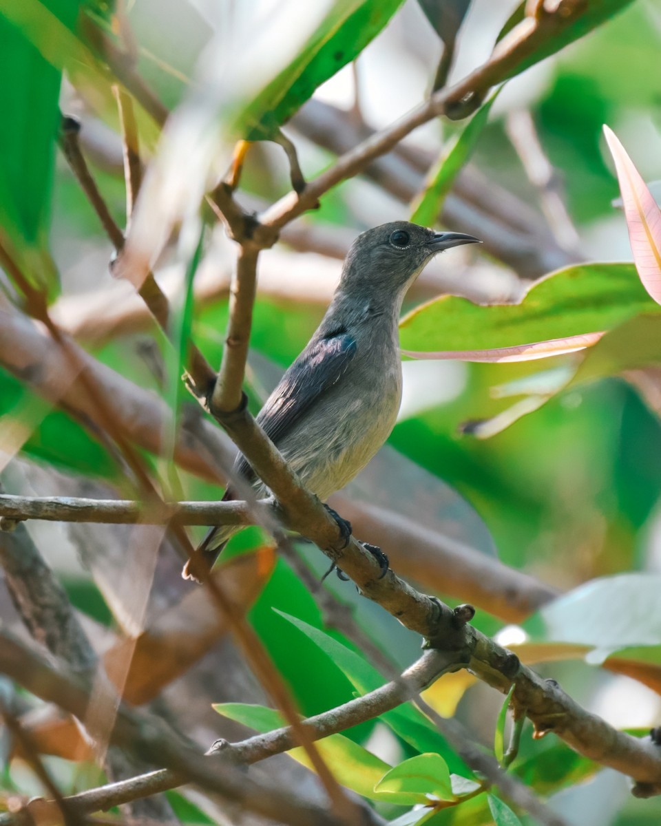 Plain Flowerpecker - ML621631347