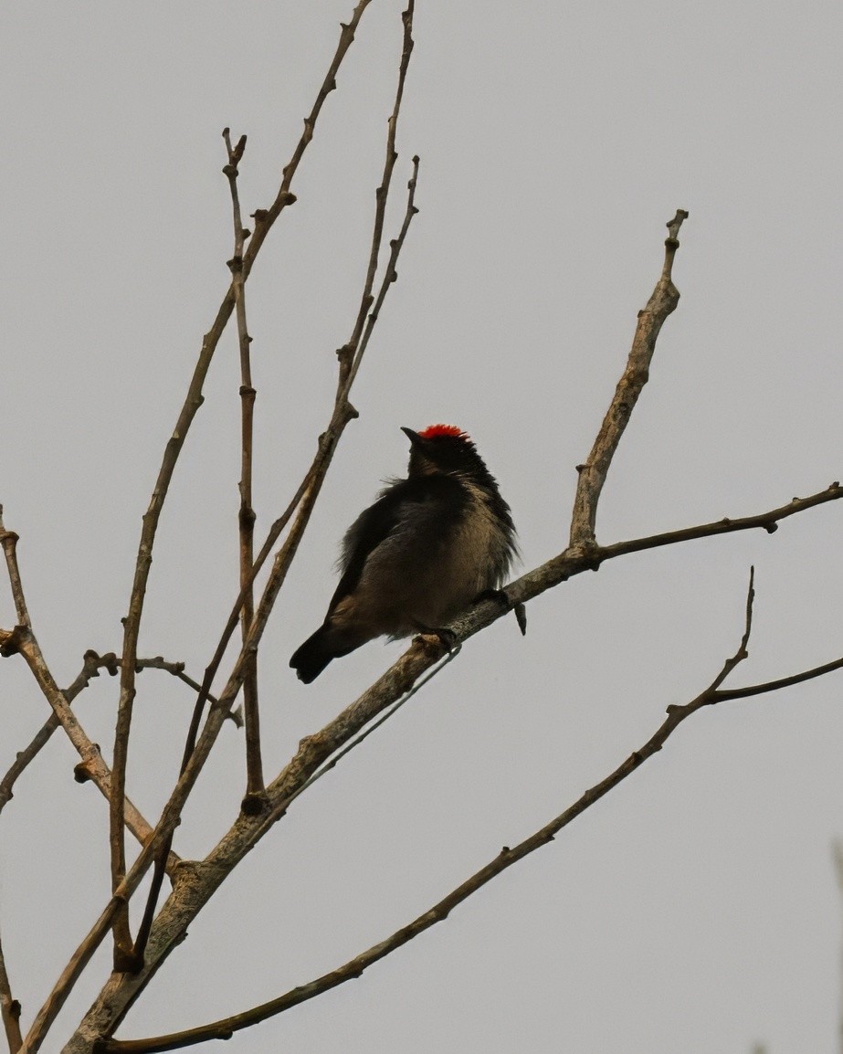 Scarlet-backed Flowerpecker - ML621631380