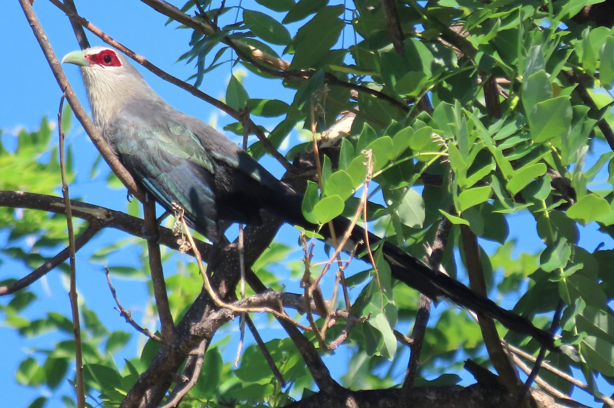 Green-billed Malkoha - ML621631426