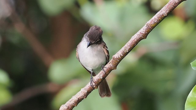 Puerto Rican Flycatcher - ML621631469