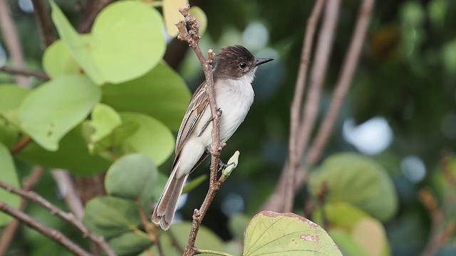 Puerto Rican Flycatcher - ML621631470