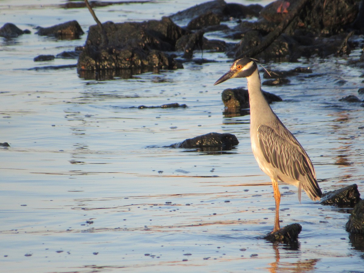 Yellow-crowned Night Heron - ML621631507