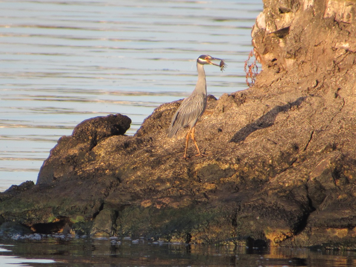 Yellow-crowned Night Heron - ML621631508