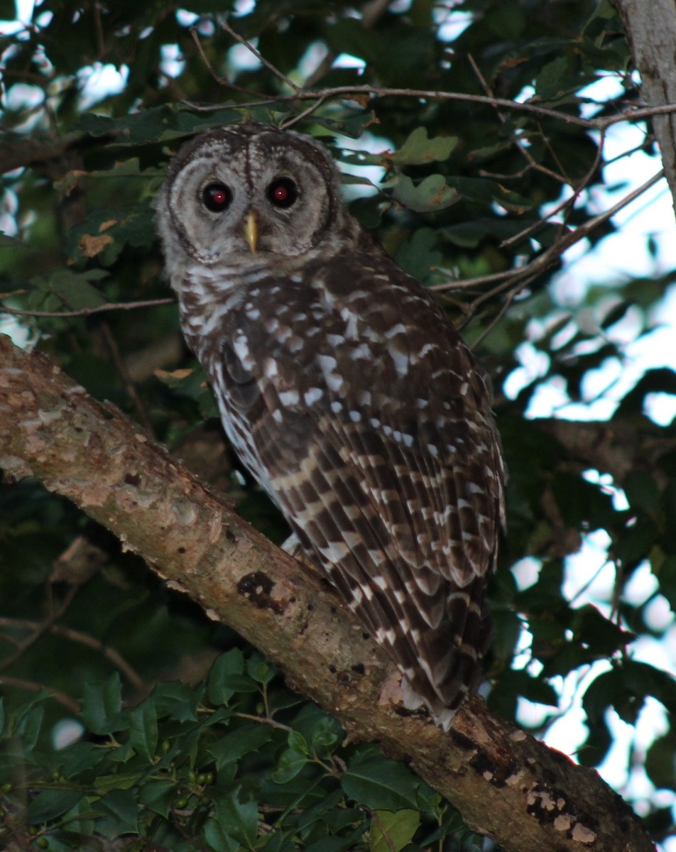 Barred Owl - ML621631514