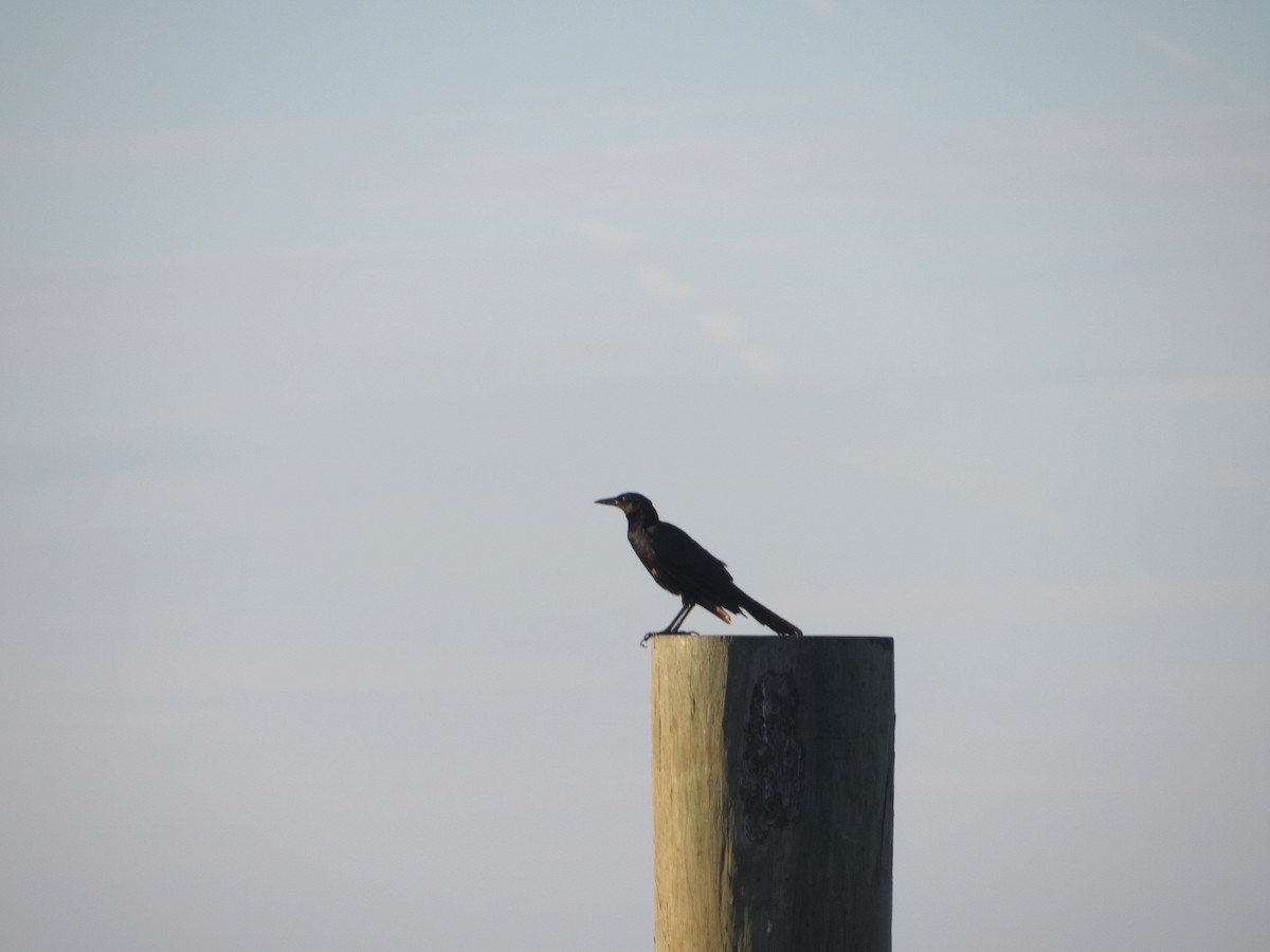 Boat-tailed Grackle - ML621631523