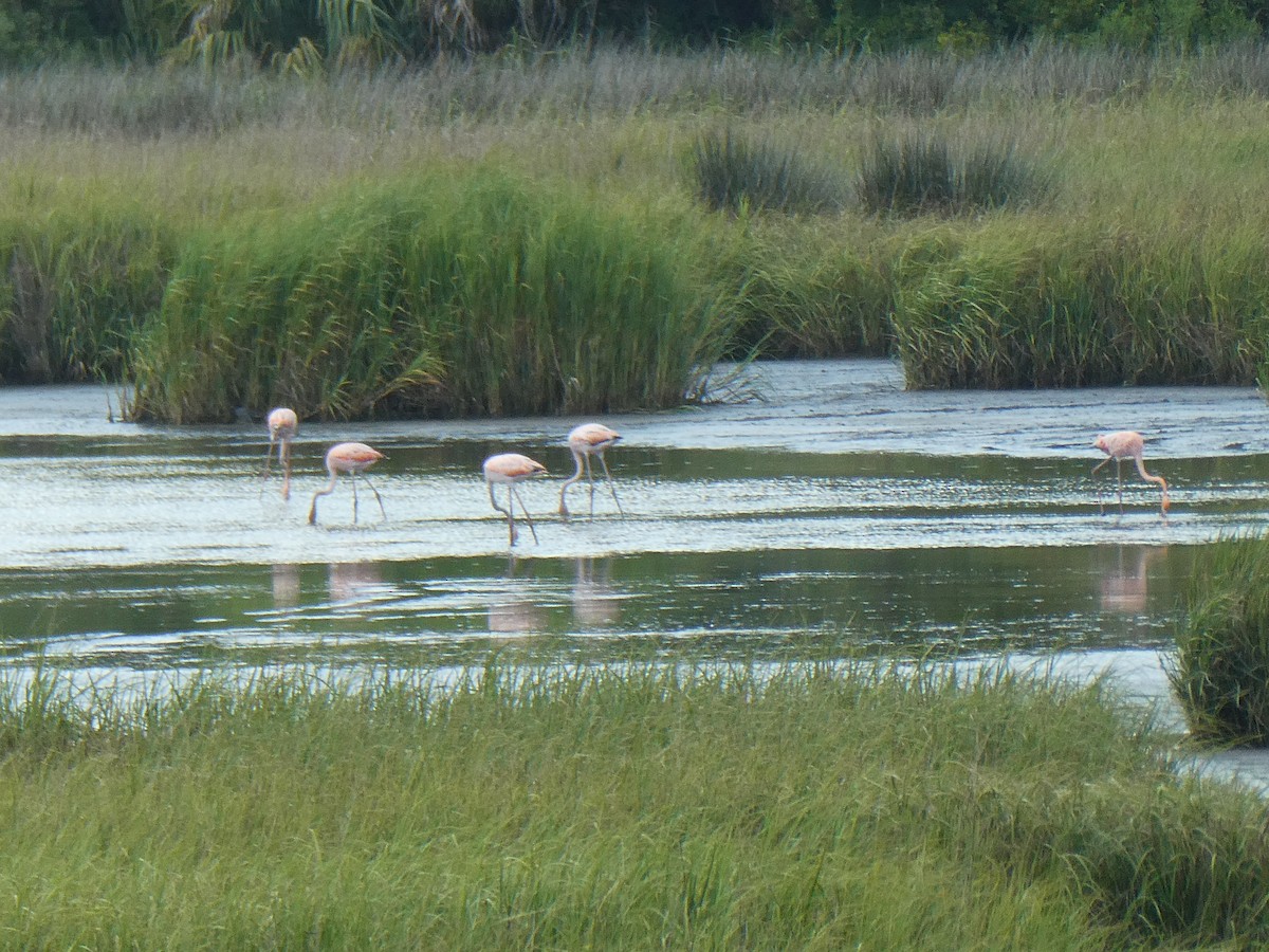 Flamant des Caraïbes - ML621631525