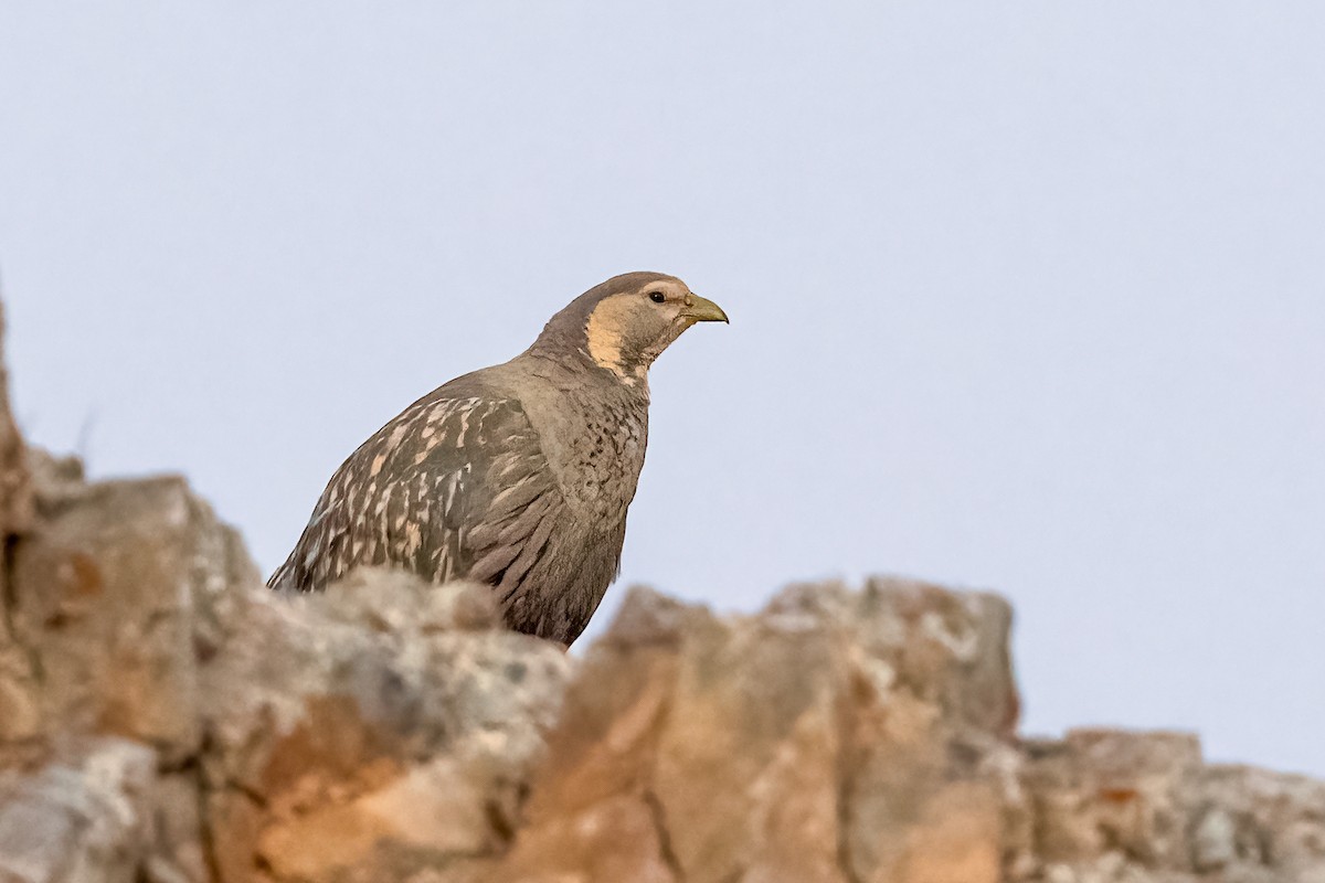 Caspian Snowcock - ML621631559