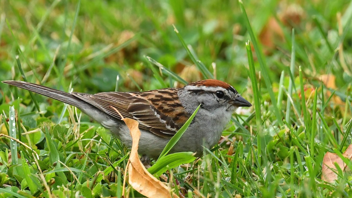 Chipping Sparrow - ML621631570