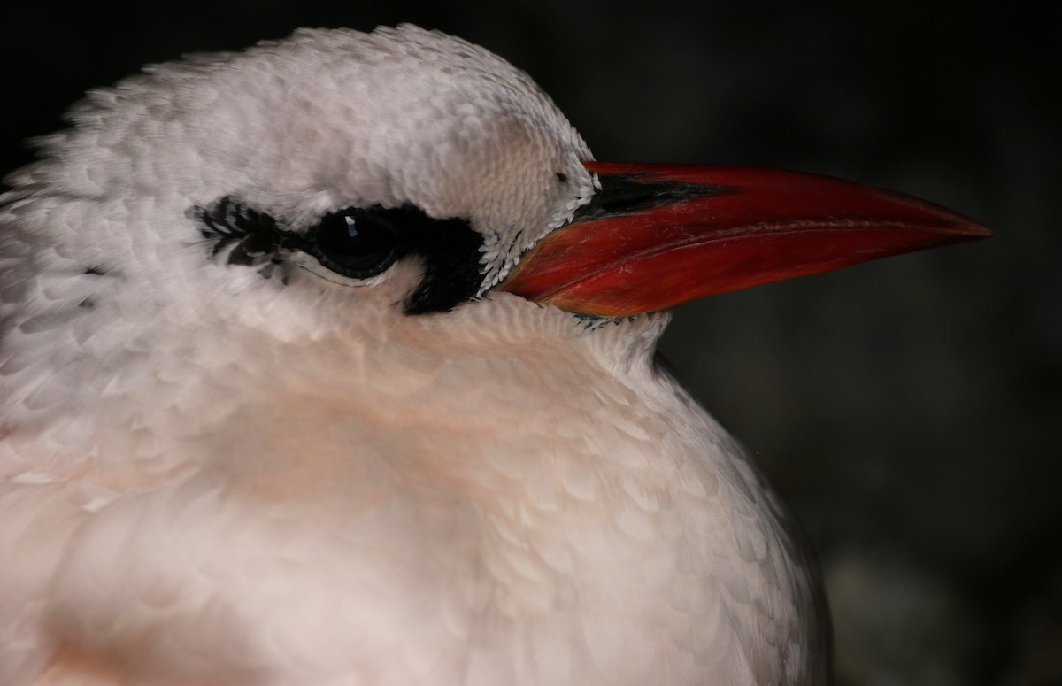 Red-tailed Tropicbird - ML621631595