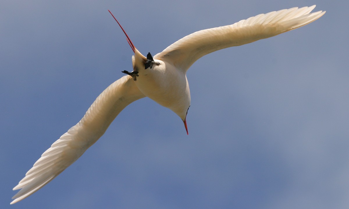 Red-tailed Tropicbird - ML621631596