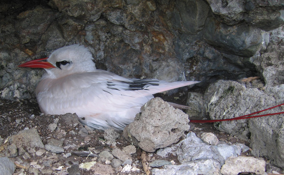 Red-tailed Tropicbird - ML621631597