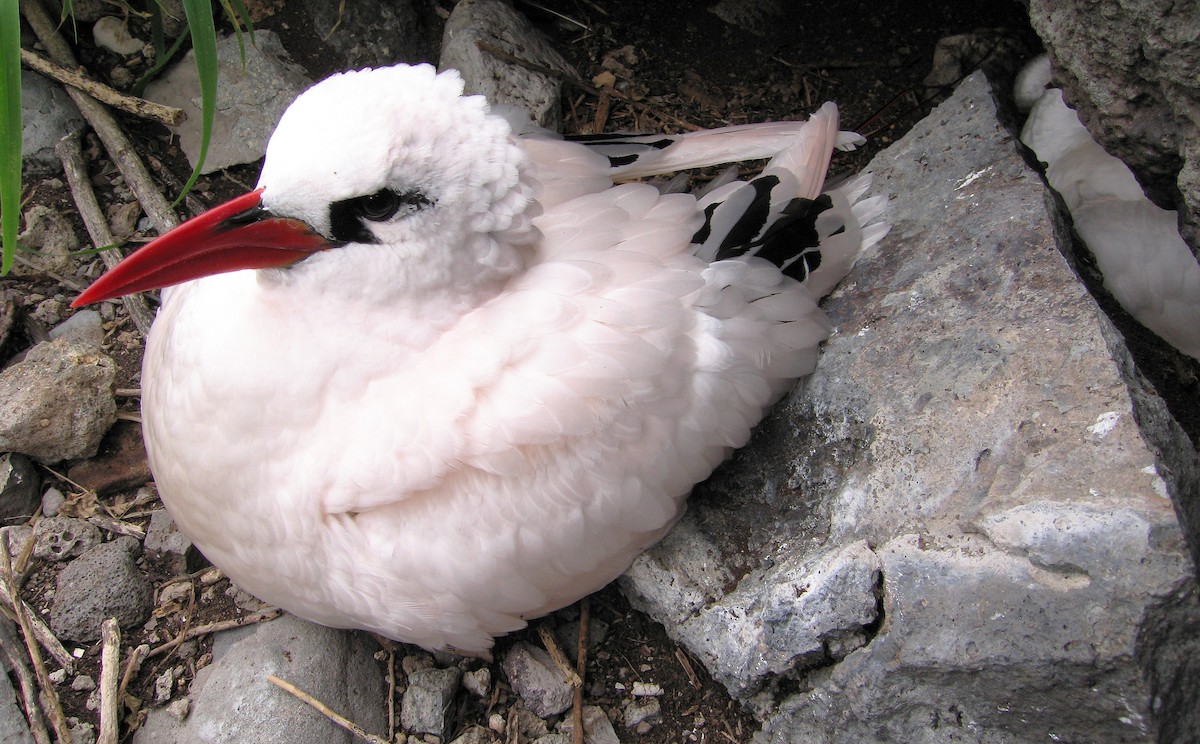 Red-tailed Tropicbird - Ian L Jones