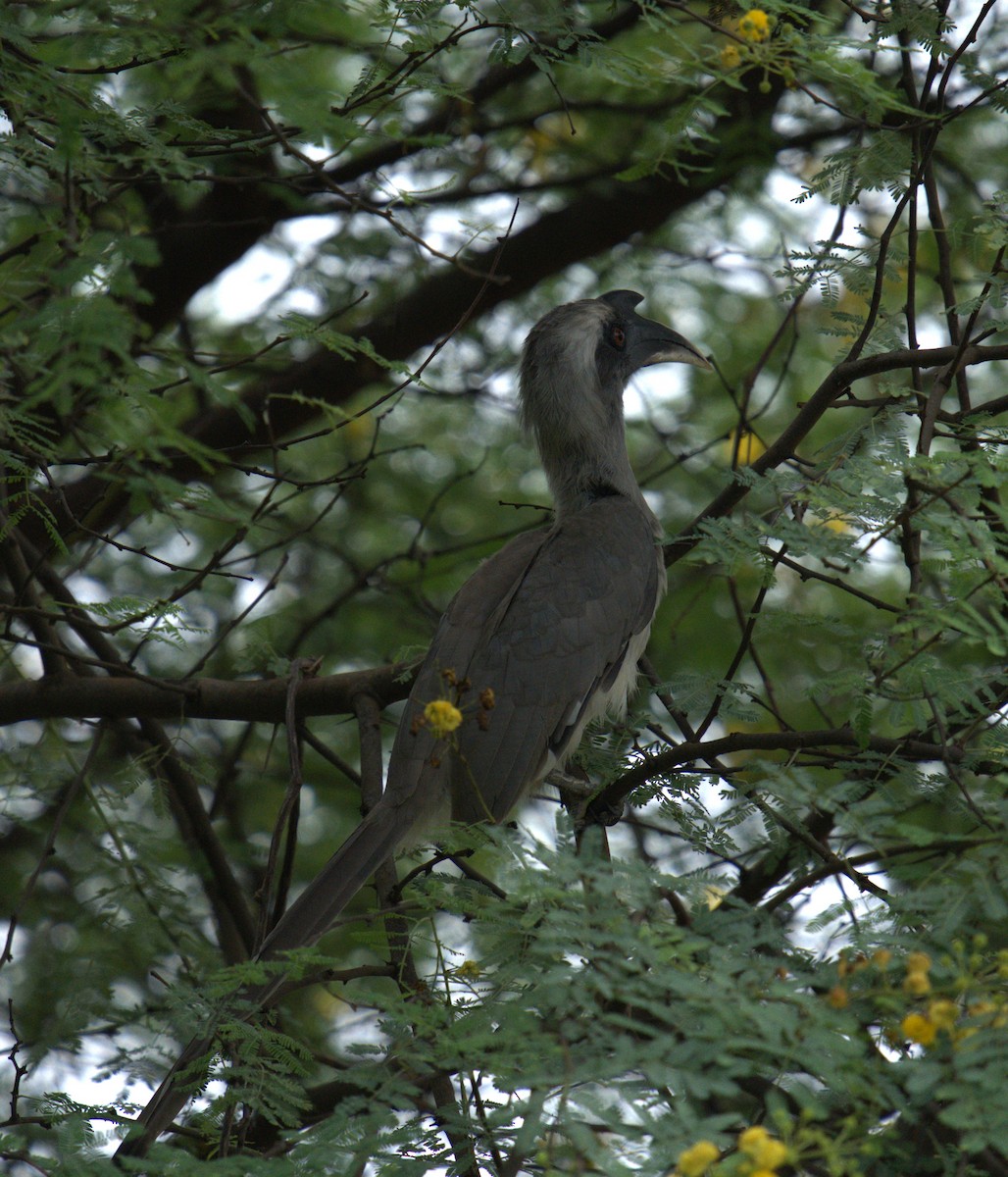 Indian Gray Hornbill - ML621631618