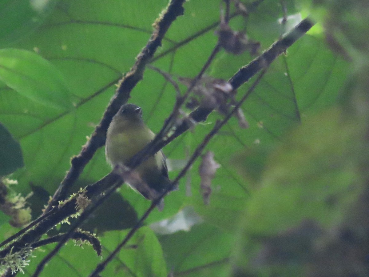 Orange-crested Flycatcher - ML621631623