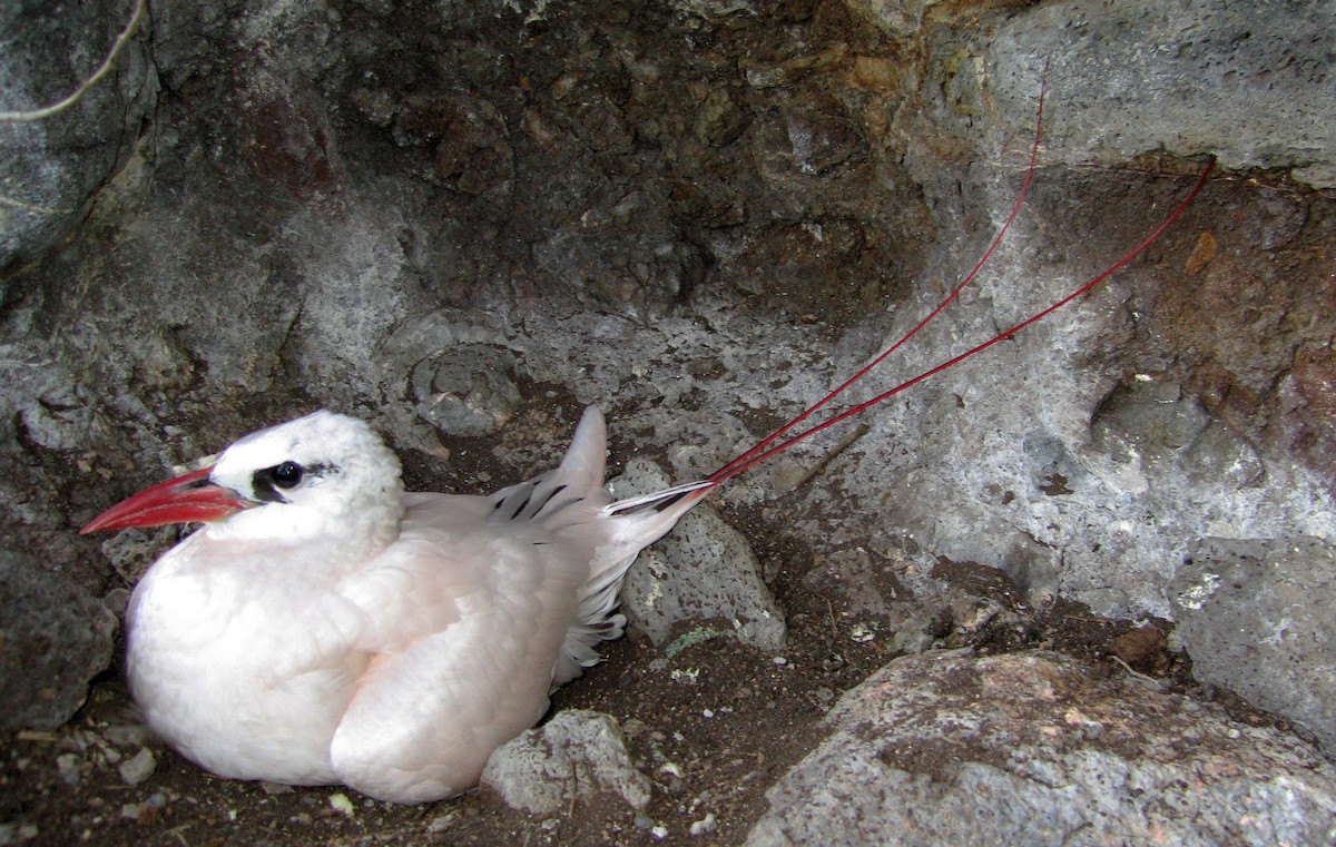 Red-tailed Tropicbird - ML621631762