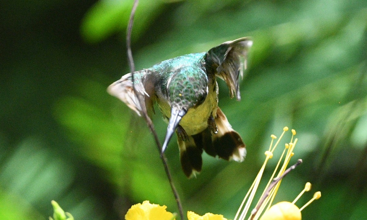 Canivet's Emerald (Salvin's) - ML621631767