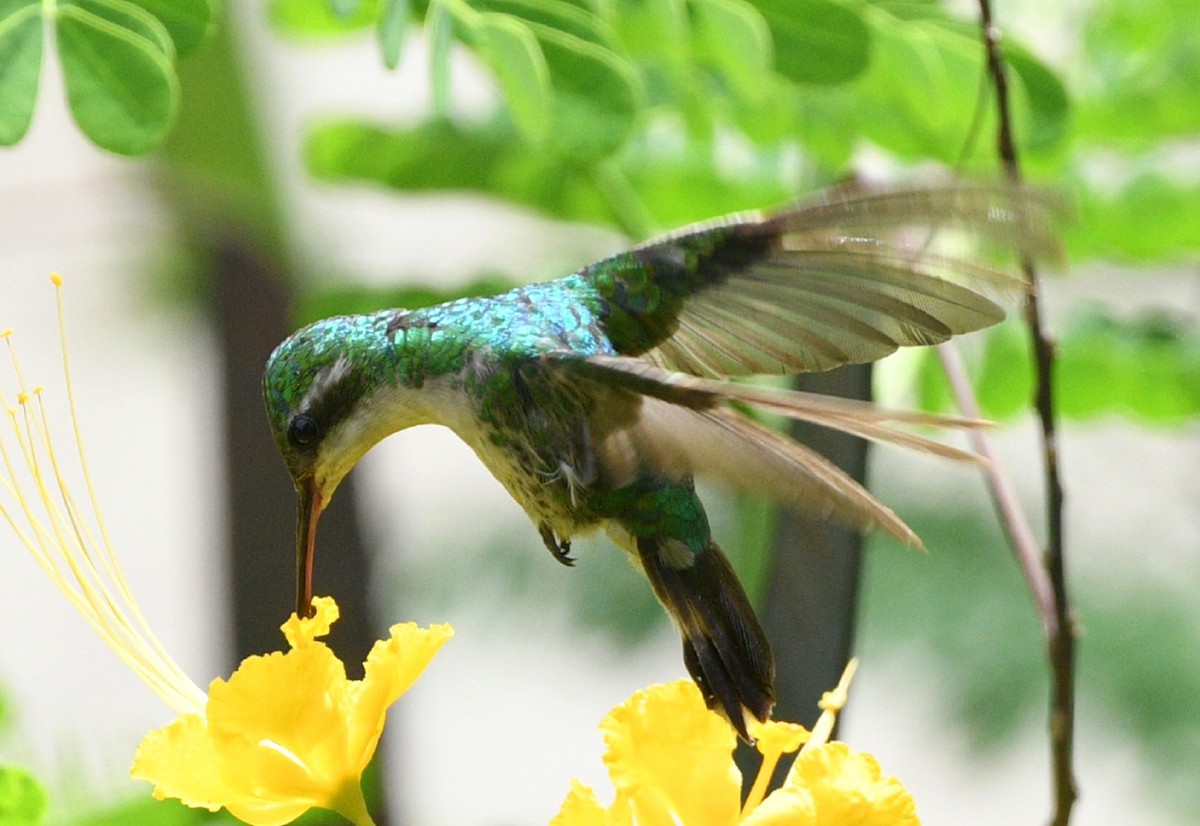 Canivet's Emerald (Salvin's) - ML621631768