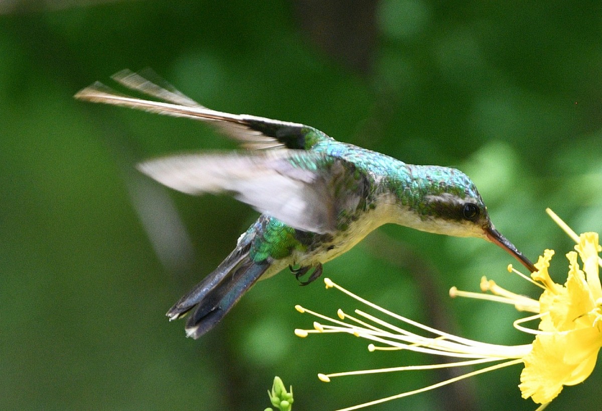 Canivet's Emerald (Salvin's) - ML621631770