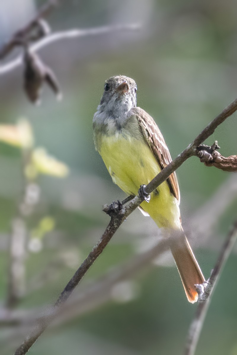 Great Crested Flycatcher - ML621631851