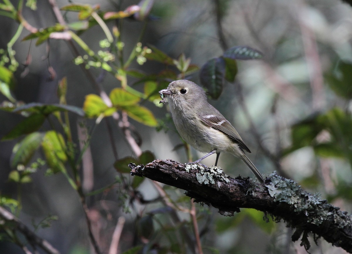 Hutton's Vireo - ML621631869