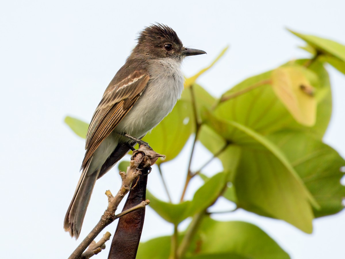 Puerto Rican Flycatcher - ML621631870