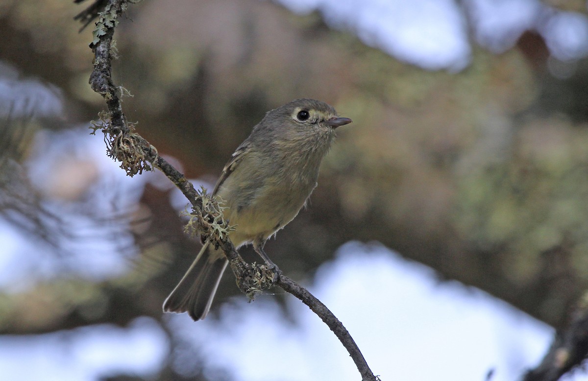 Hutton's Vireo - ML621631905