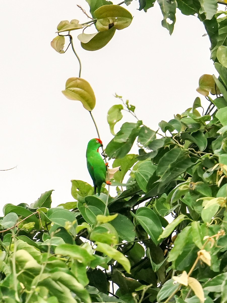 Sulawesi Hanging-Parrot - ML621631938