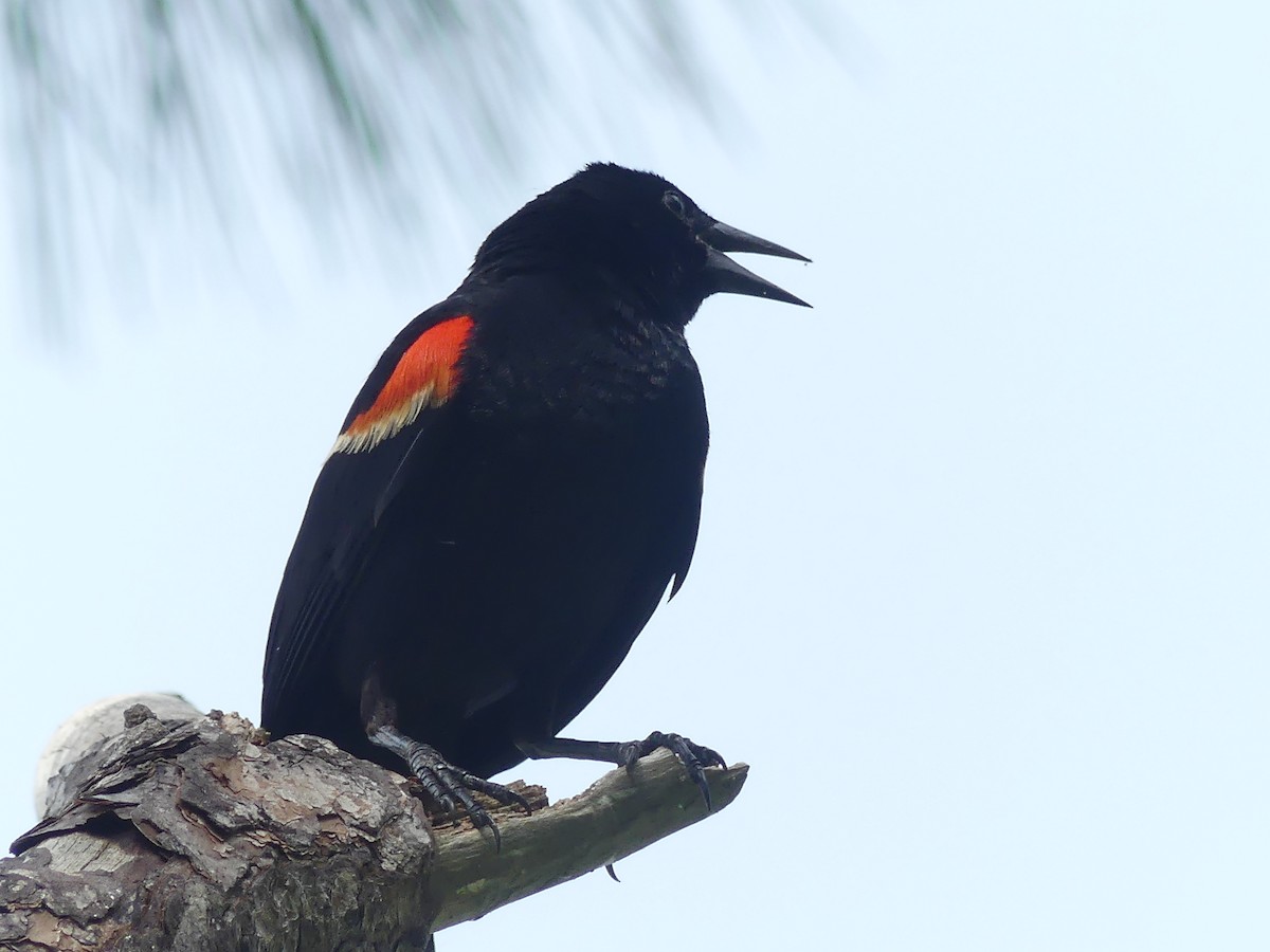 Red-winged Blackbird - ML621632019