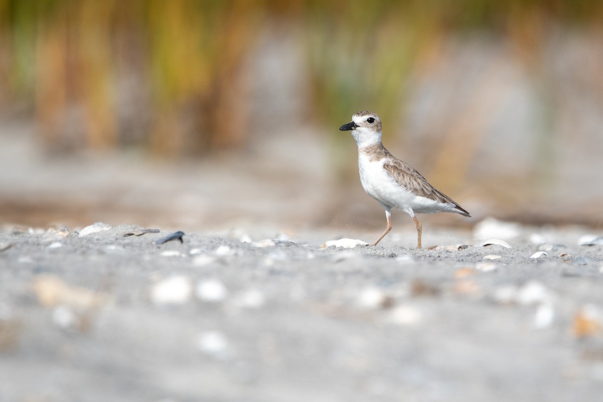 Wilson's Plover - Dan Wilson