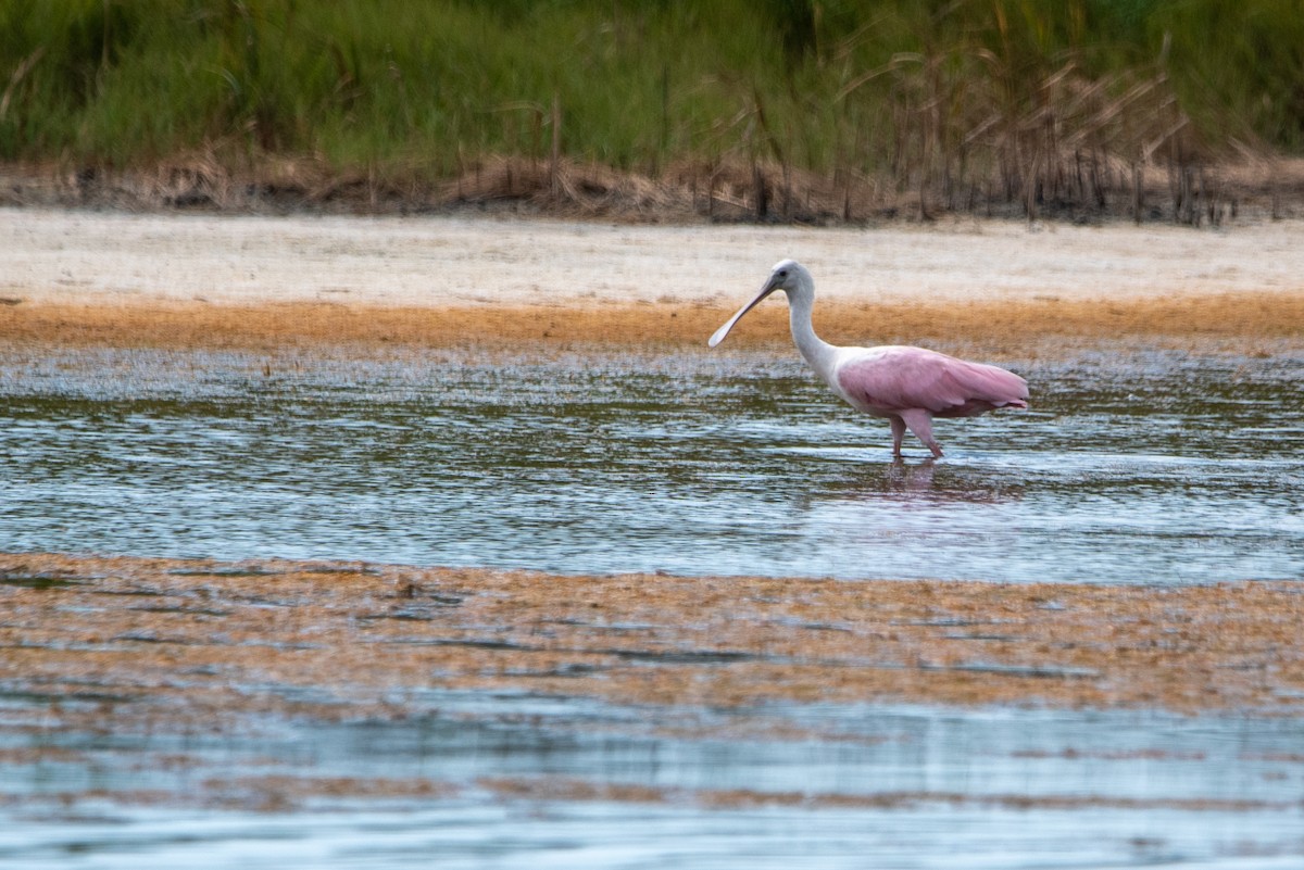 Roseate Spoonbill - Dan Wilson