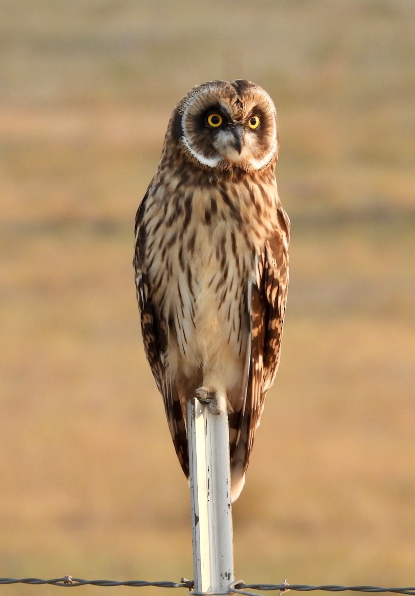 Short-eared Owl - ML621632101