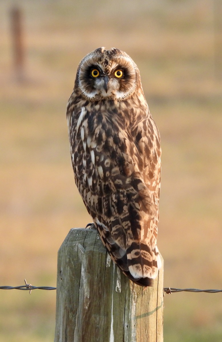 Short-eared Owl - ML621632102