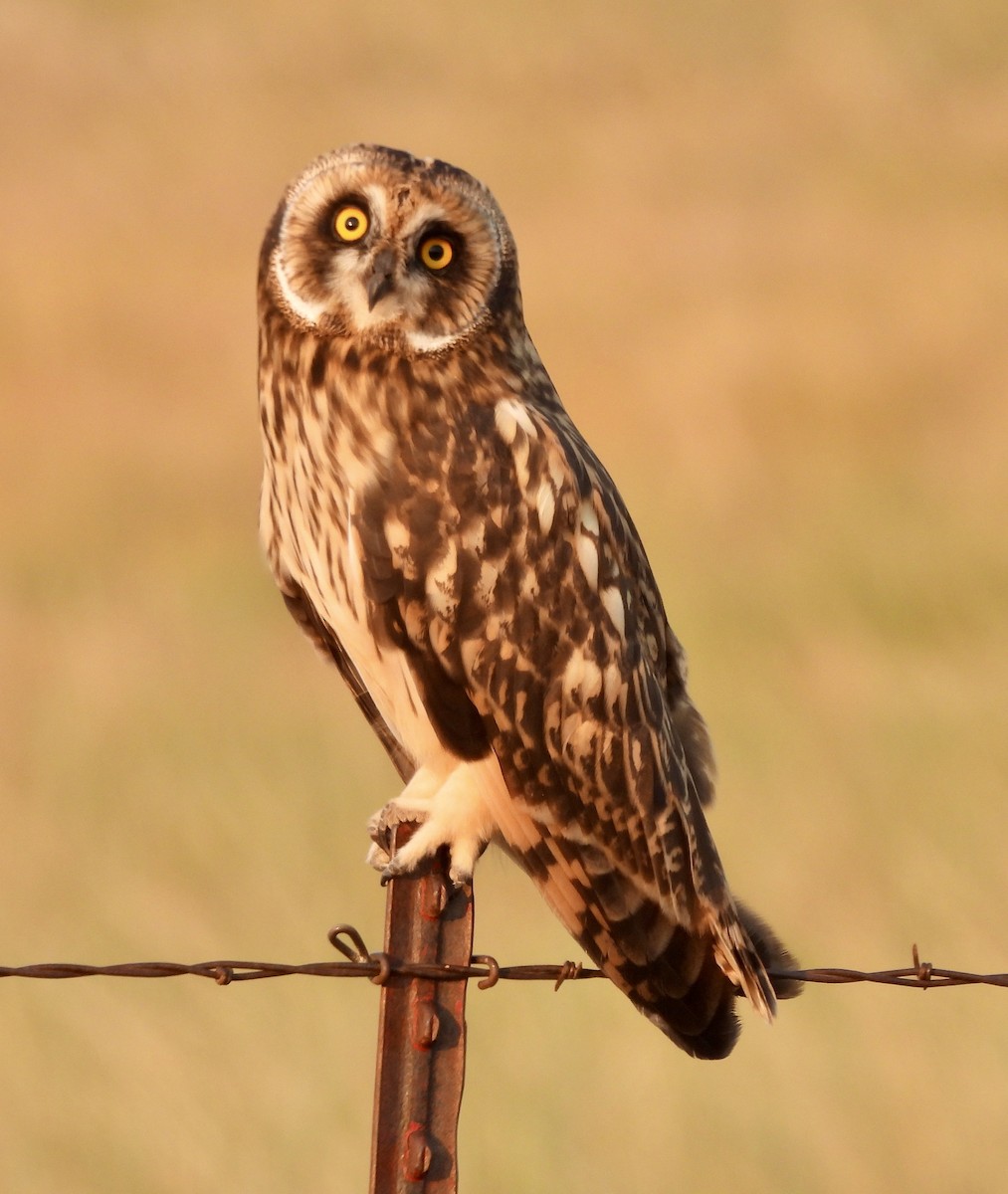 Short-eared Owl - ML621632103