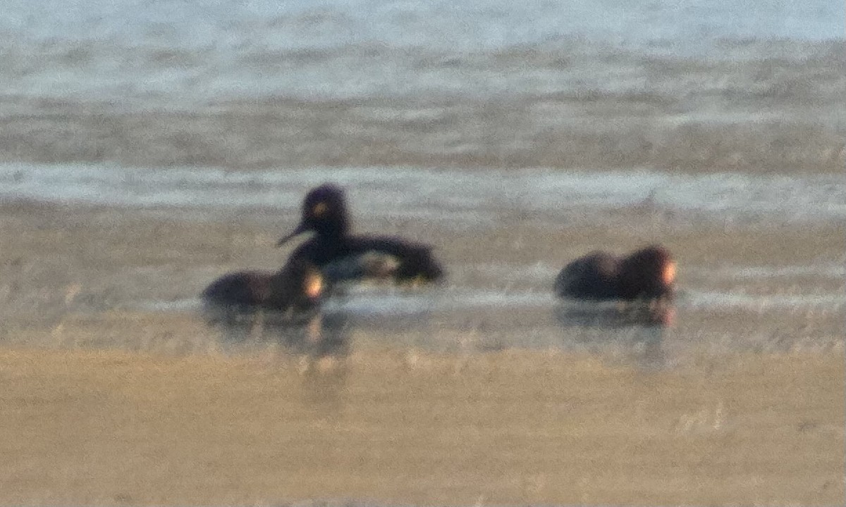 Ring-necked Duck - Chris Wood