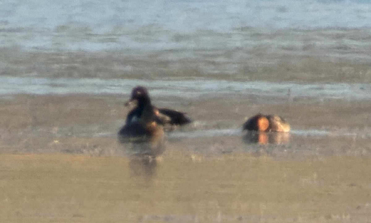 Ring-necked Duck - ML621632121